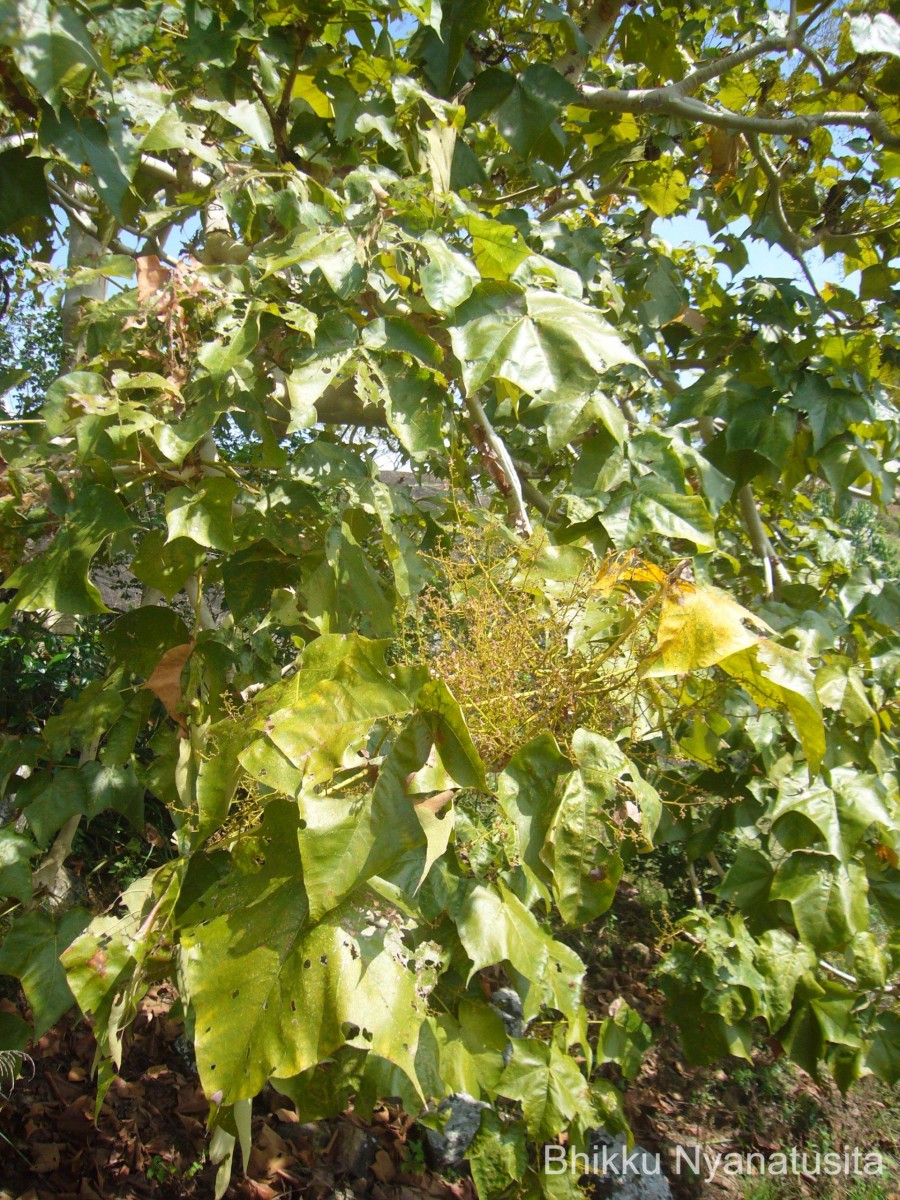 Sterculia urens Roxb.